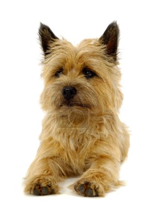 Chien de repos 