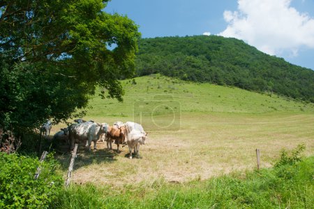 Bovins charolais blancs dans le paysage 