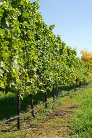 Scène de vignoble 