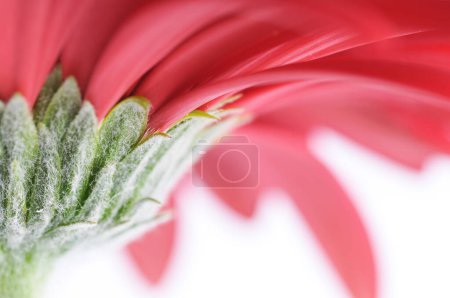 Gerbera