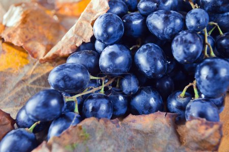 Raisin bleu 