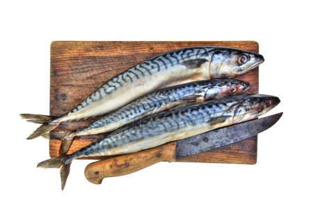 Maquereaux frais 