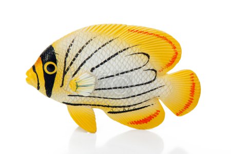 Poisson corail 