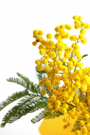Mimosa