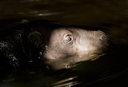 L'hippopotame pygmée prend un bain dans un rayon de lumière 