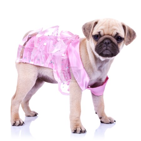 Curieux petit chiot chien princesse 