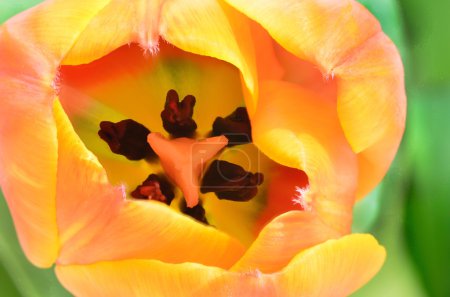 Tulipe bourgeon 