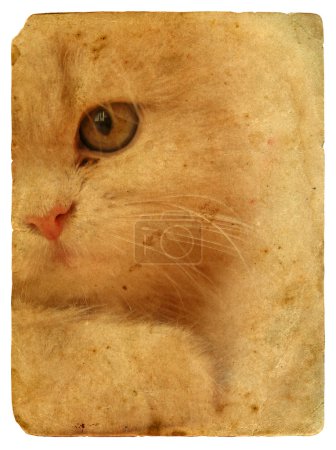 Vieux papier avec un morceau de visages de chat 