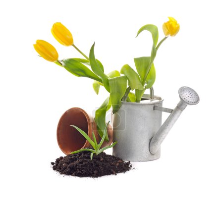 plantation de jardin 
