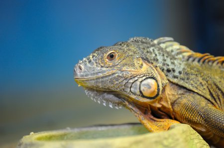 Gros plan jeune iguane brun reptile 