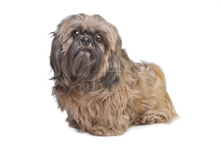 Chien Shih Tzu brun 