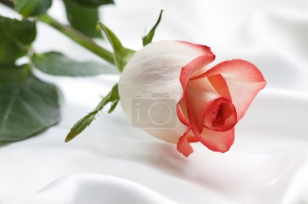 Rose sur soie 