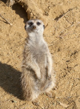 Meerkat
