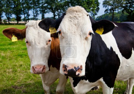 Vache sur prairie 