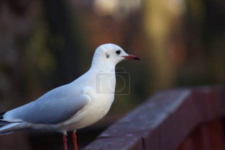 Mouette sur le pont 