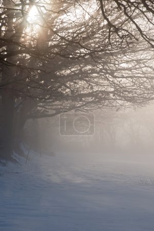 Misty Dawn sur terrain enneigé 