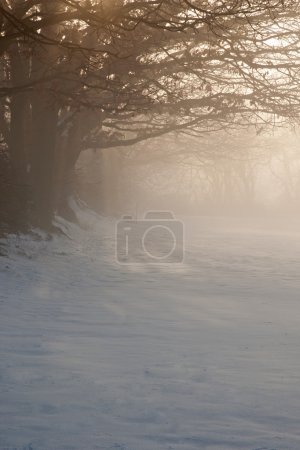 Misty Dawn sur terrain enneigé 