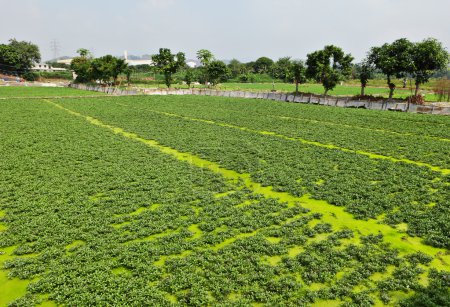 Champ agricole 