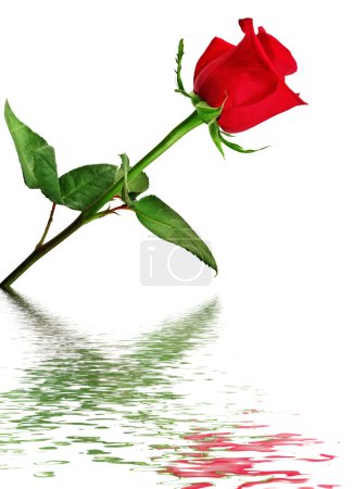 Rose rouge reflétée dans l'eau 