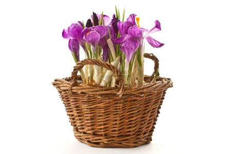 Crocus de printemps 