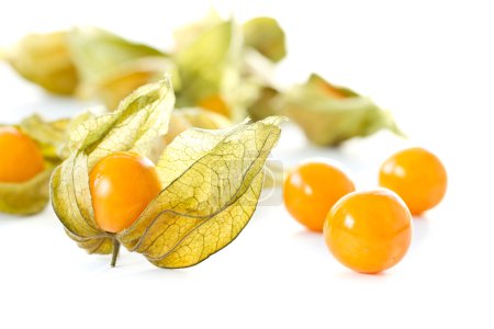 Physalis