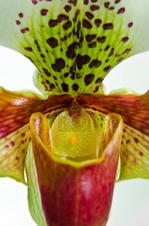Gros plan de l'orchidée (Paphiopedilum Maudiae )