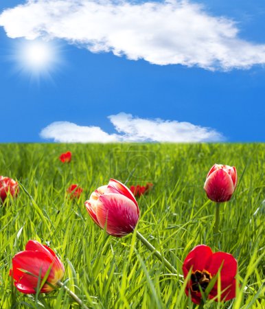 Tulipes de printemps 