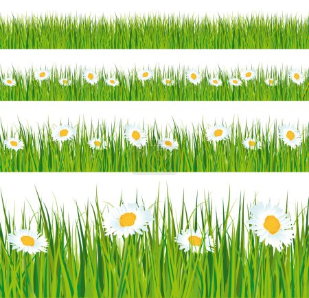Herbe verte et bandes de marguerites .