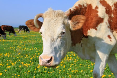 Tête de vache contre un pâturage 