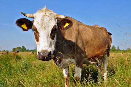 Vache dans un pâturage d'été