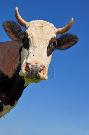 Tête de vache