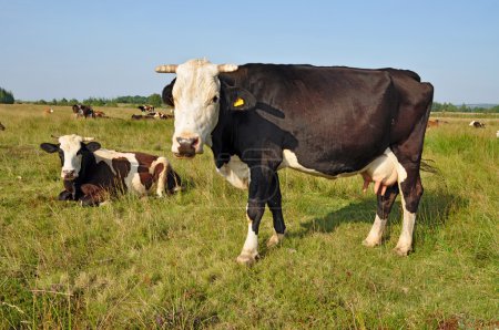 Vaches sur un pâturage d'été