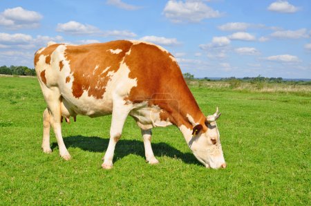 Vache dans un pâturage d'été