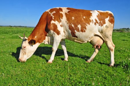 Vache dans un pâturage d'été