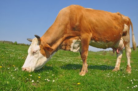 Vache dans un pâturage d'été