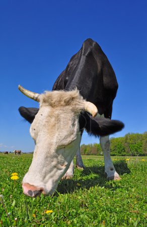 Vache dans un pâturage d'été