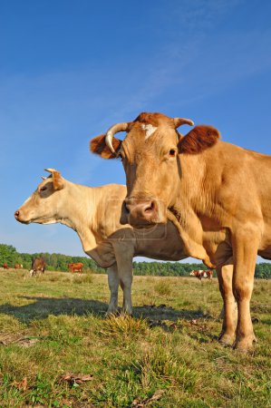 Vaches sur un pâturage d'été