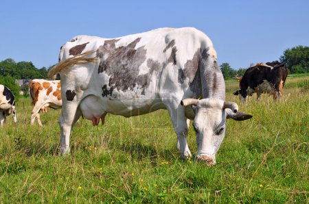 Vaches sur un pâturage d'été