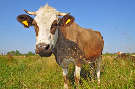 Vache dans un pâturage d'été.