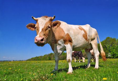 Vache dans un pâturage d'été.