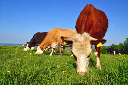 Vaches sur un pâturage d'été