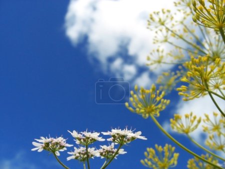Fleurs sauvages 