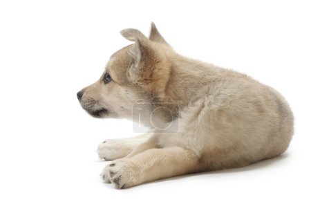 Chien.