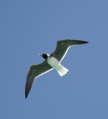 Mouette aux yeux blancs en vol 