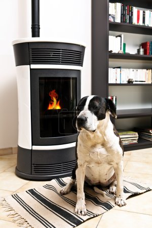 Chien et poêle 