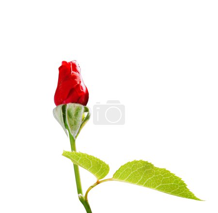 Rose rouge isolée sur fond blanc