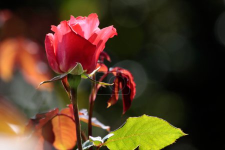 Rose rouge