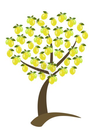 Citronnier 