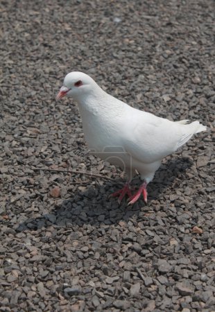 pigeon sur le sol