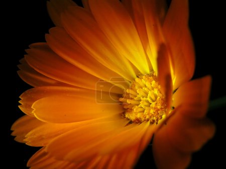 Fleur